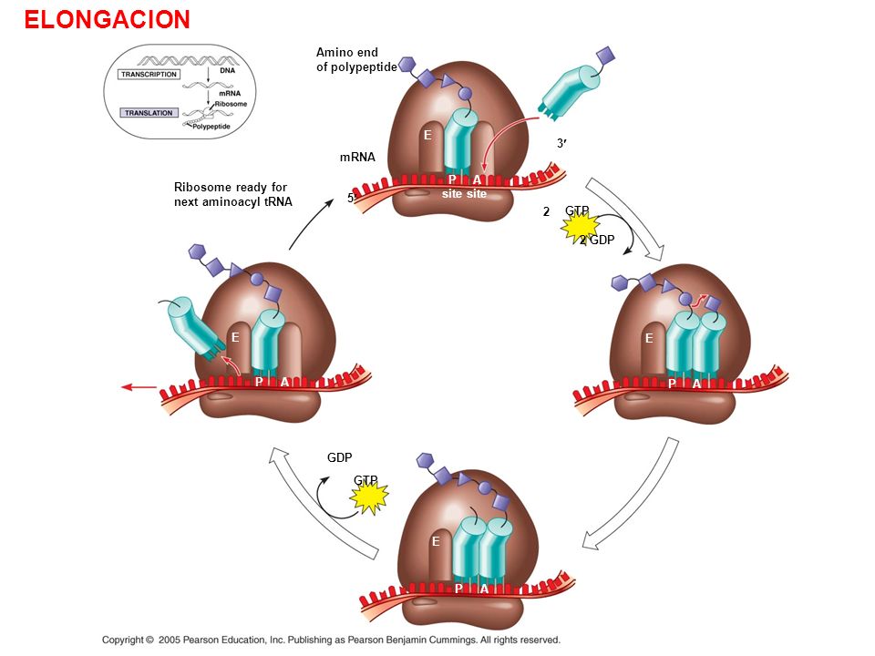 ELONGACION Amino end of polypeptide E 3¢ mRNA P site A site