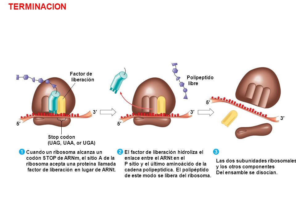 TERMINACION 5¢ 3¢ 3¢ 3¢ 5¢ 5¢ Factor de liberación Polipeptido libre
