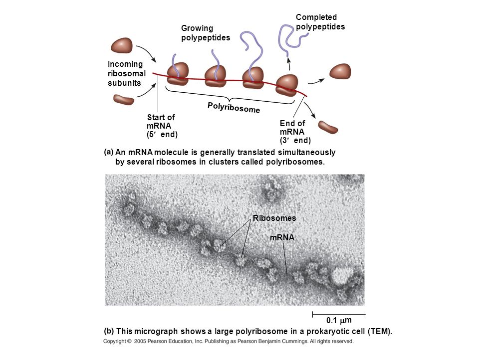 Completed polypeptides. Growing. polypeptides. Incoming. ribosomal. subunits. Polyribosome. Start of.