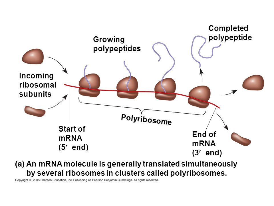 Completed polypeptide. Growing. polypeptides. Incoming. ribosomal. subunits. Polyribosome. Start of.