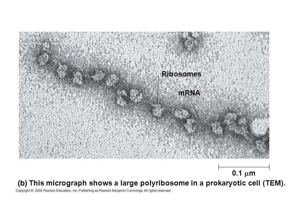 Ribosomes mRNA 0.1 m m This micrograph shows a large polyribosome in a prokaryotic cell (TEM).