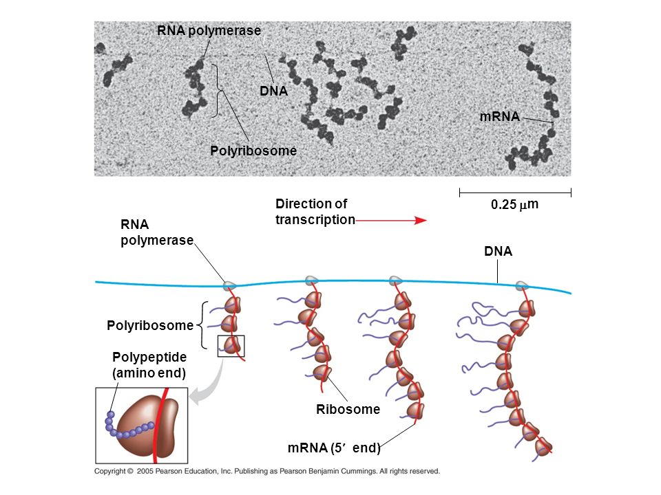 RNA polymerase DNA. mRNA. Polyribosome. Direction of. transcription m. m. RNA. polymerase.