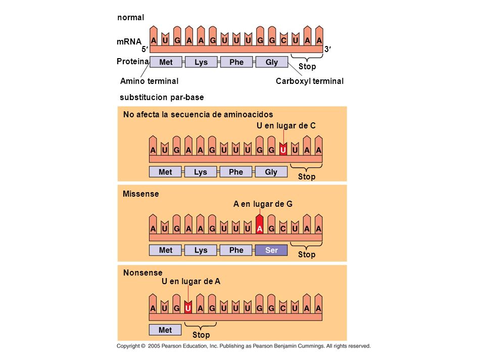 normal mRNA. 5¢ 3¢ Proteina. Stop. Amino terminal. Carboxyl terminal. substitucion par-base.