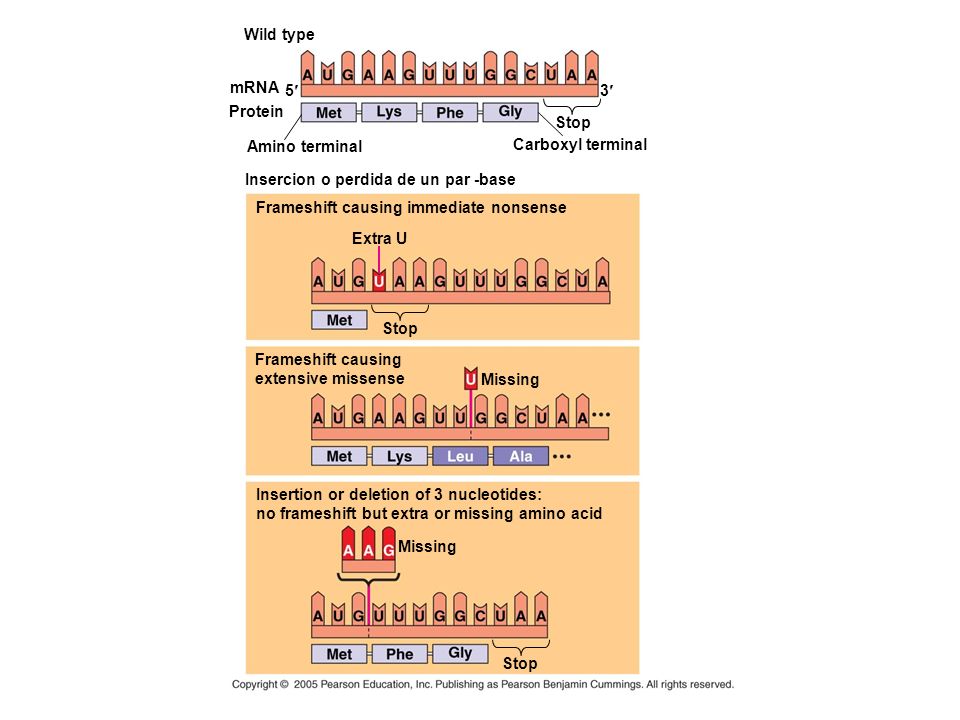 Wild type mRNA. 5¢ 3¢ Protein. Stop. Amino terminal. Carboxyl terminal. Insercion o perdida de un par -base.