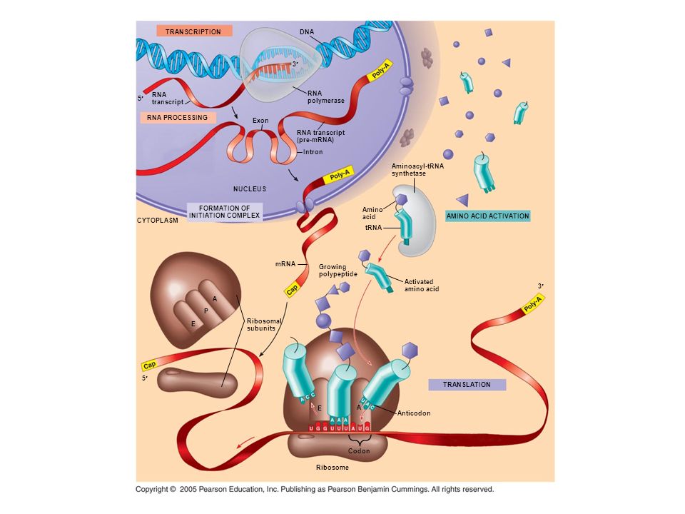 TRANSCRIPTION DNA. 3¢ RNA. polymerase. 5¢ RNA. transcript. RNA PROCESSING. Exon. RNA transcript.