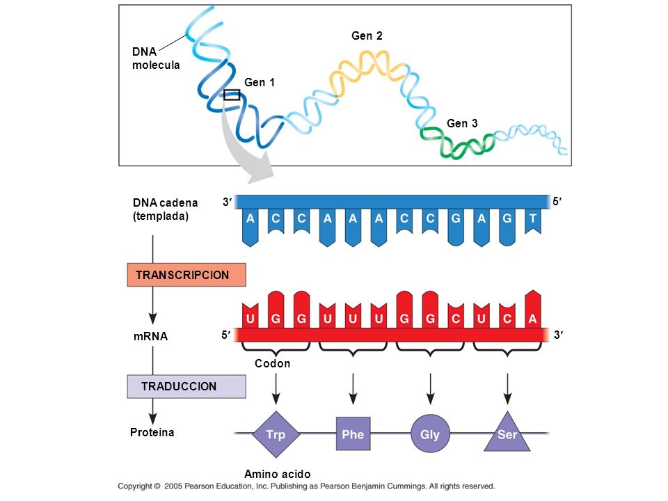 DNA molecula. Gen 1. Gen 2. Gen 3. DNA cadena. (templada) 3¢ TRANSCRIPCION. Codon. mRNA. TRADUCCION.