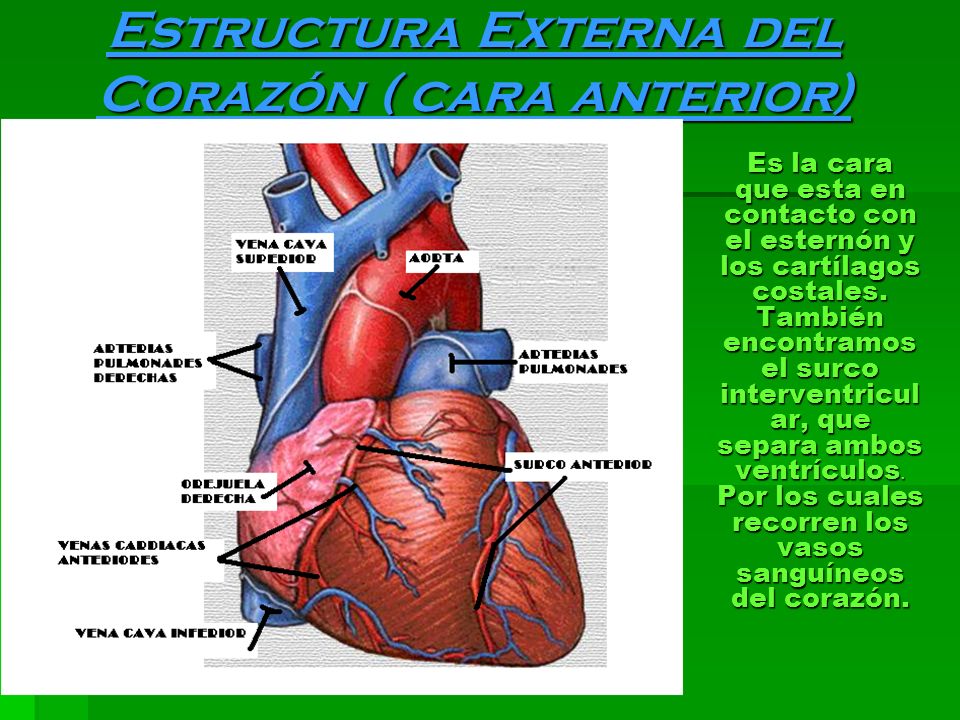Estructura Externa del Corazón ( cara anterior)