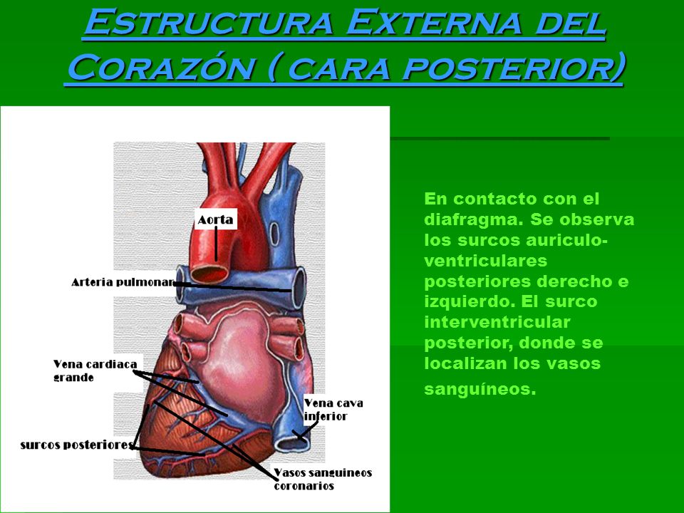 Estructura Externa del Corazón ( cara posterior)