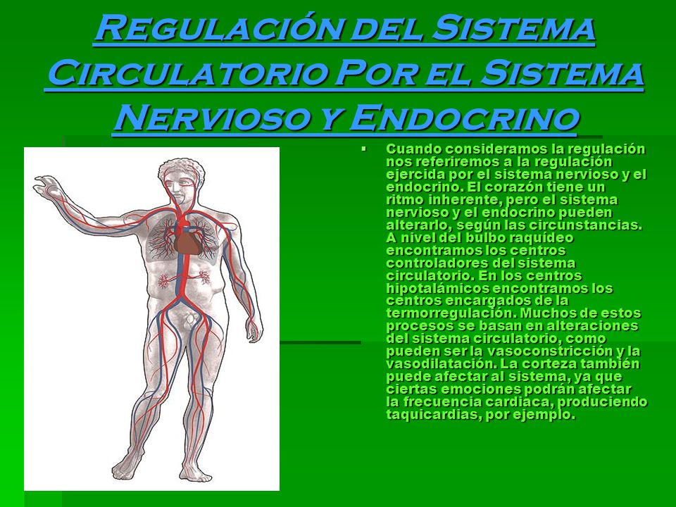 Regulación del Sistema Circulatorio Por el Sistema Nervioso y Endocrino