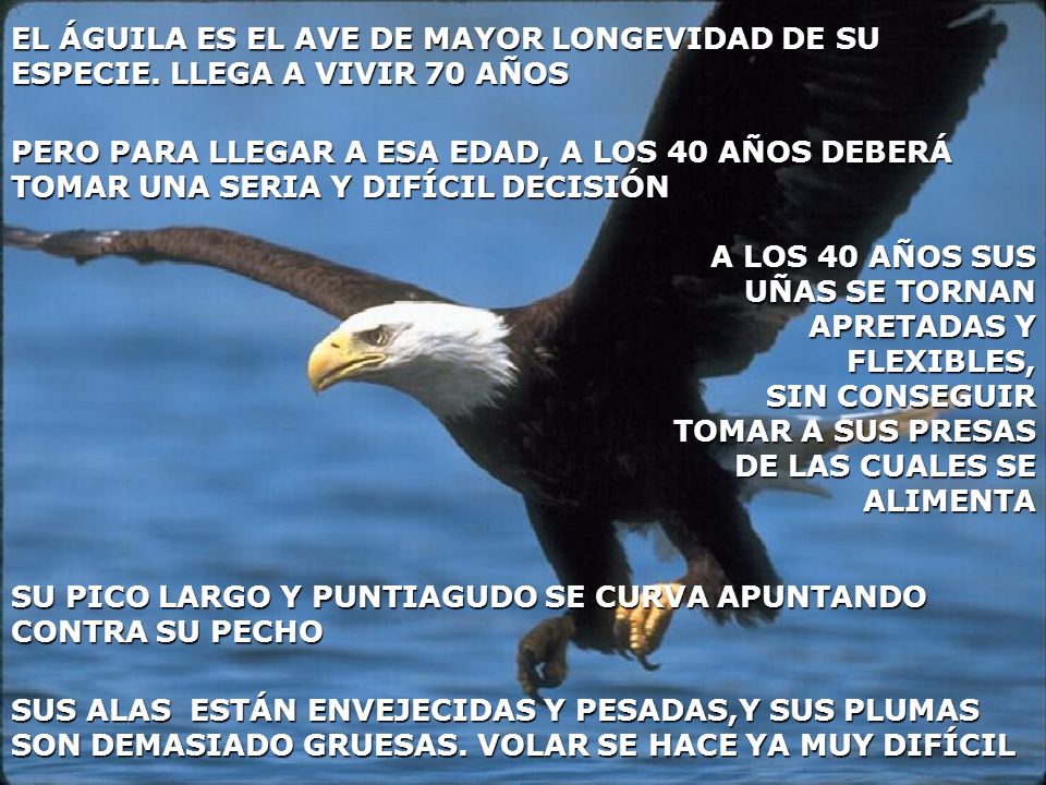 EL ÁGUILA ES EL AVE DE MAYOR LONGEVIDAD DE SU ESPECIE