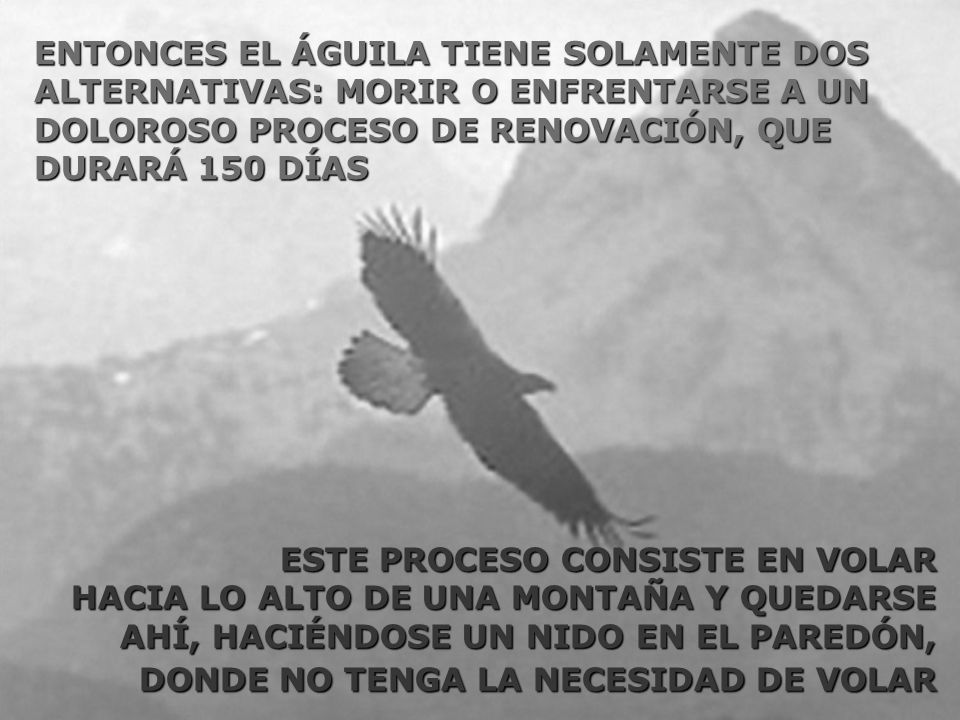 ENTONCES EL ÁGUILA TIENE SOLAMENTE DOS ALTERNATIVAS: MORIR O ENFRENTARSE A UN DOLOROSO PROCESO DE RENOVACIÓN, QUE DURARÁ 150 DÍAS
