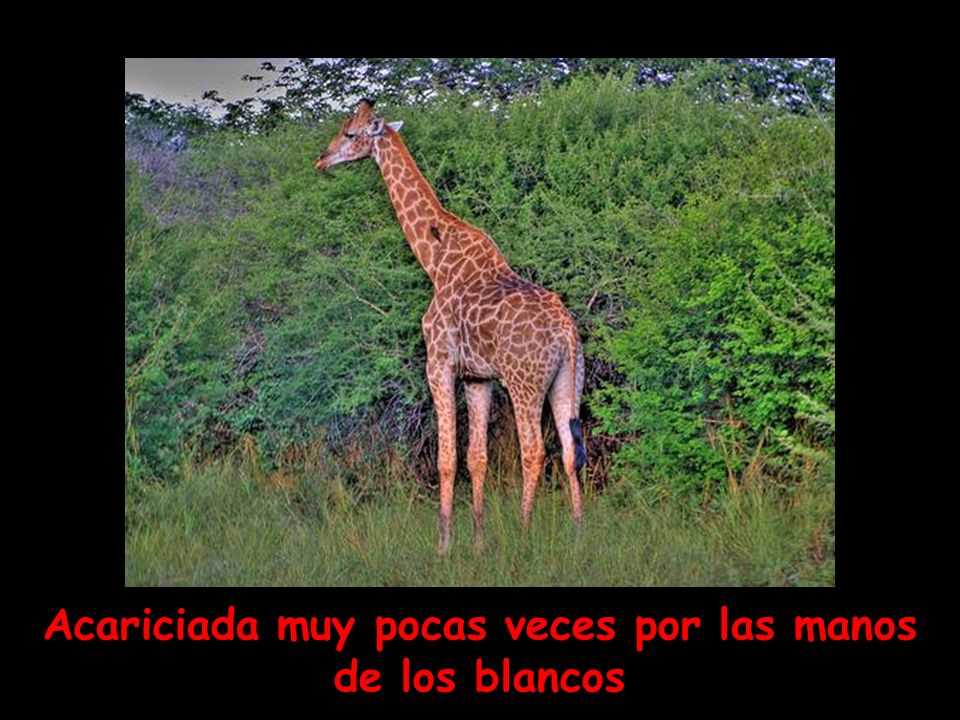 Acariciada muy pocas veces por las manos de los blancos