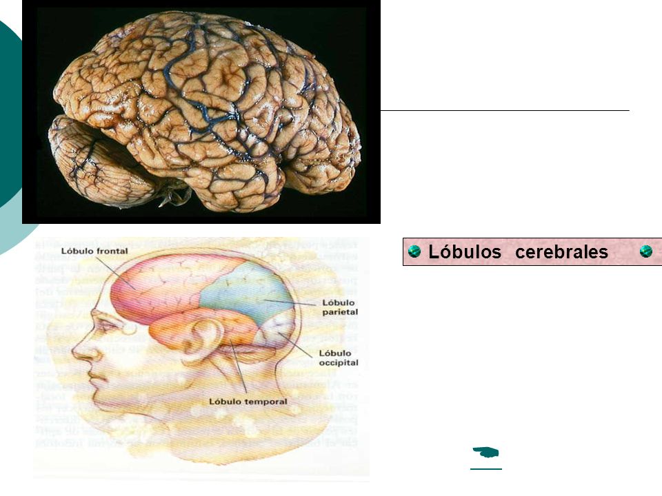 Lóbulos cerebrales 