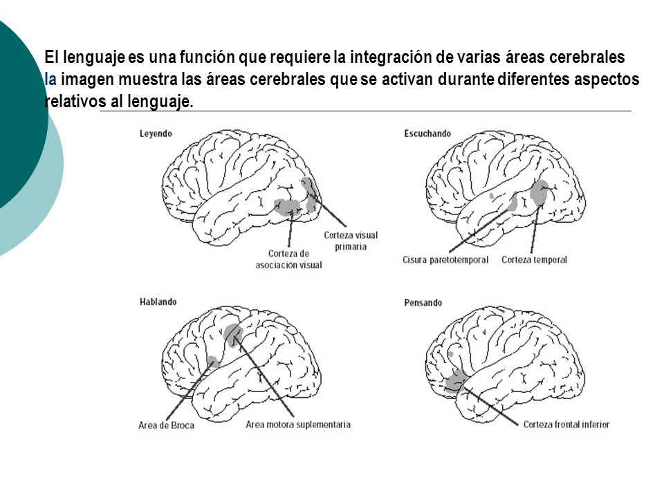 El lenguaje es una función que requiere la integración de varias áreas cerebrales la imagen muestra las áreas cerebrales que se activan durante diferentes aspectos relativos al lenguaje.