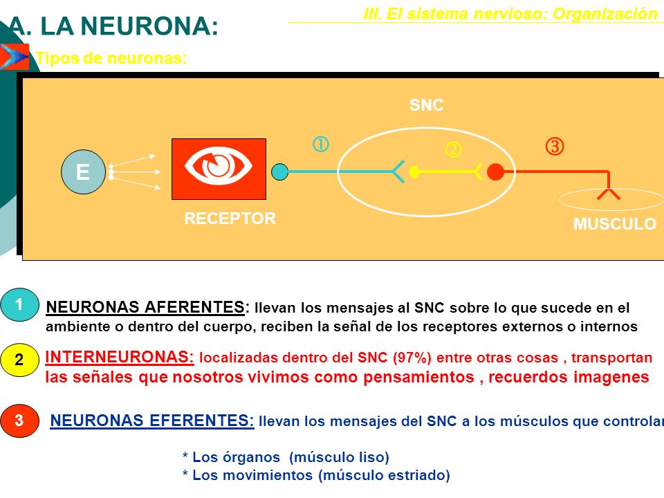  A. LA NEURONA:    E III. El sistema nervioso: Organización