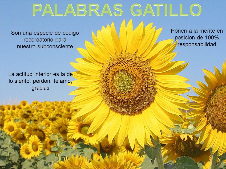 PALABRAS GATILLO Ponen a la mente en posicion de 100% responsabilidad