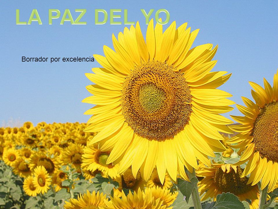 LA PAZ DEL YO Borrador por excelencia