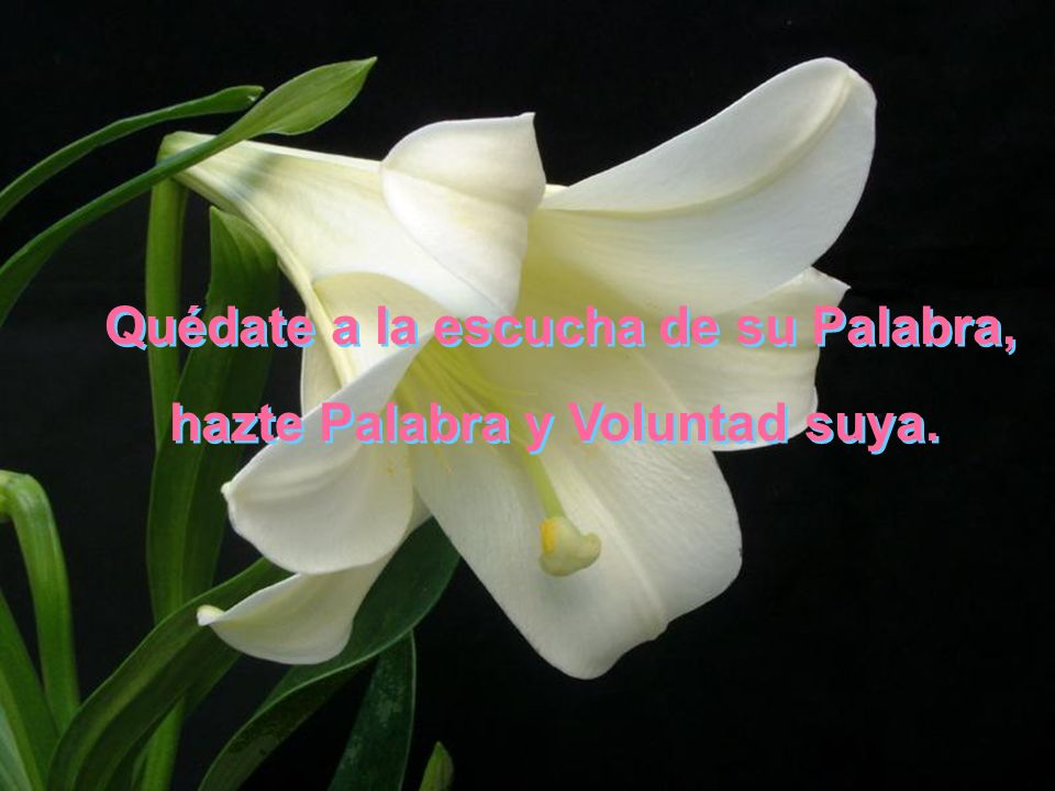 Quédate a la escucha de su Palabra, hazte Palabra y Voluntad suya.