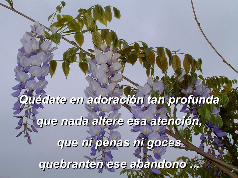 Quédate en adoración tan profunda que nada altere esa atención,