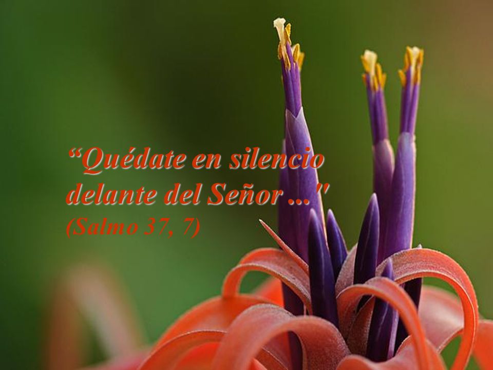 Quédate en silencio delante del Señor ... (Salmo 37, 7)