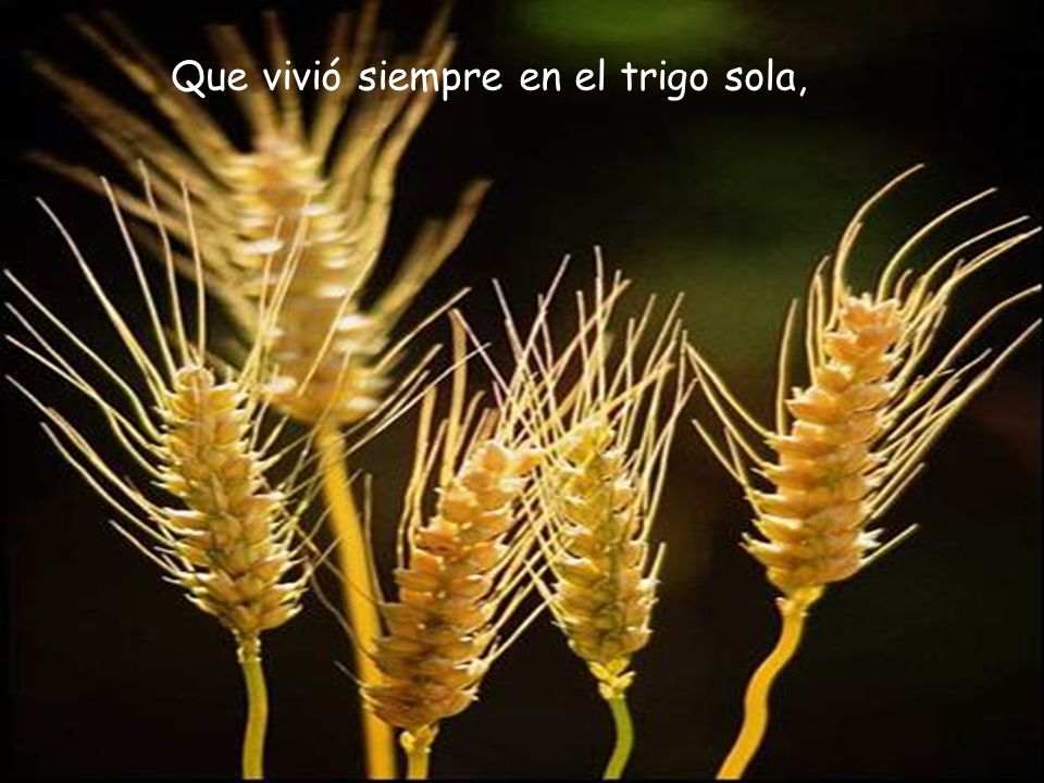 Que vivió siempre en el trigo sola,