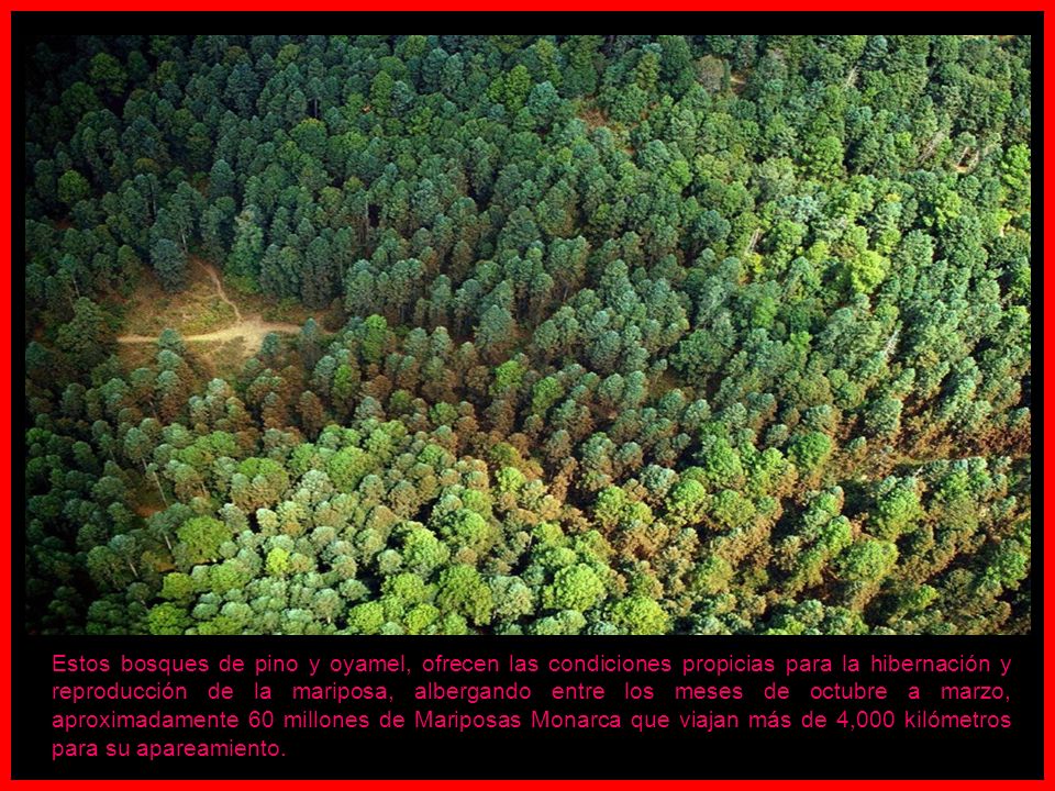 Estos bosques de pino y oyamel, ofrecen las condiciones propicias para la hibernación y reproducción de la mariposa, albergando entre los meses de octubre a marzo, aproximadamente 60 millones de Mariposas Monarca que viajan más de 4,000 kilómetros para su apareamiento.