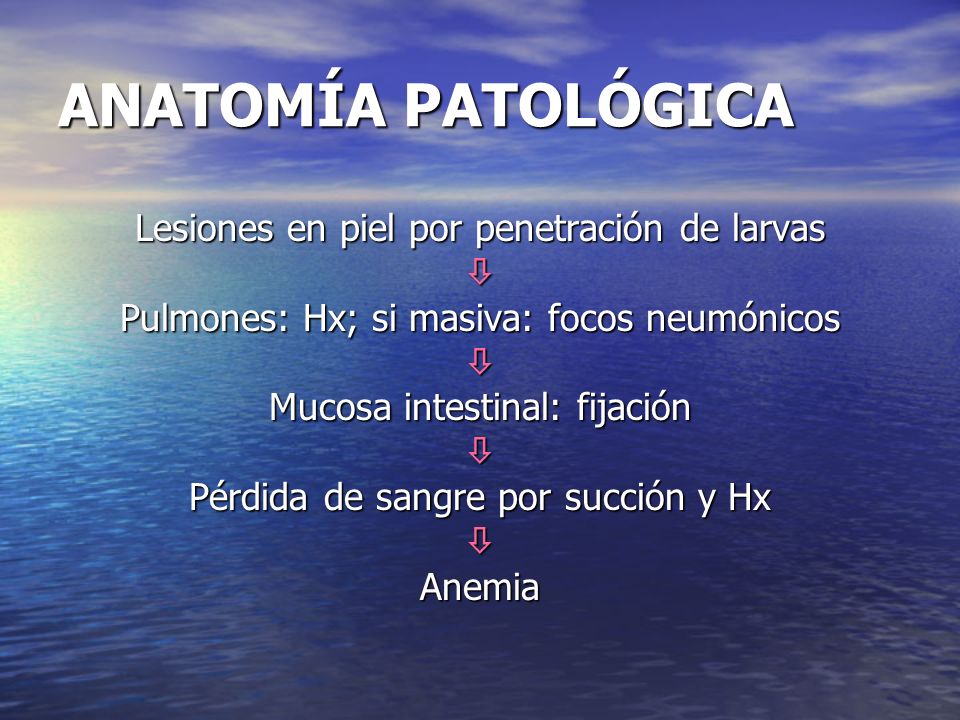 ANATOMÍA PATOLÓGICA Lesiones en piel por penetración de larvas 