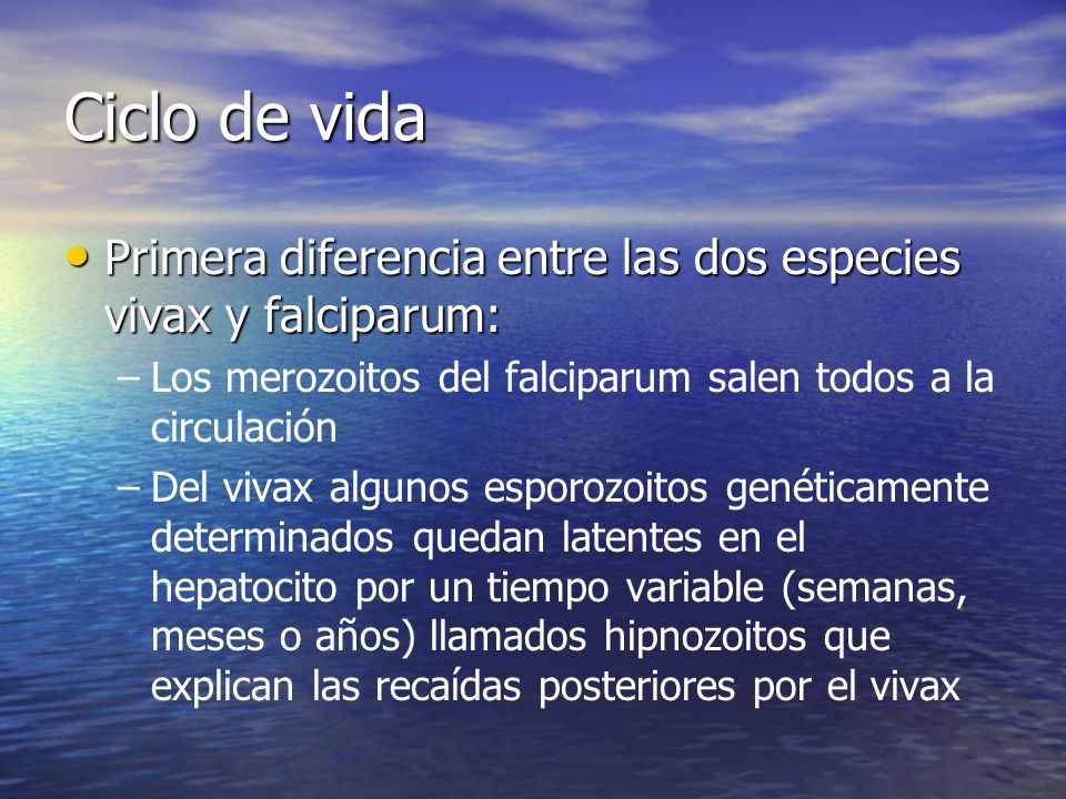 Ciclo de vida Primera diferencia entre las dos especies vivax y falciparum: Los merozoitos del falciparum salen todos a la circulación.