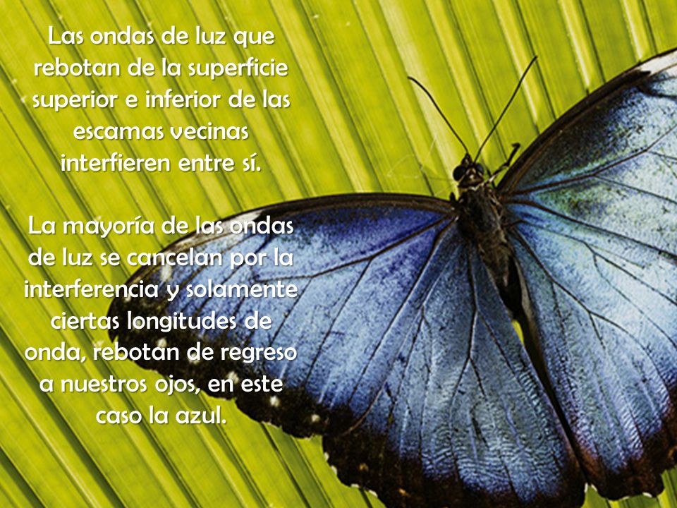 Las ondas de luz que rebotan de la superficie superior e inferior de las escamas vecinas interfieren entre sí.