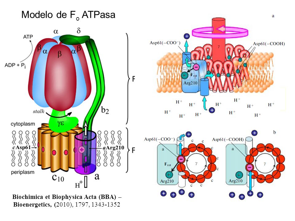 Modelo de Fo ATPasa Biochimica et Biophysica Acta (BBA) – Bioenergetics, (2010), 1797,