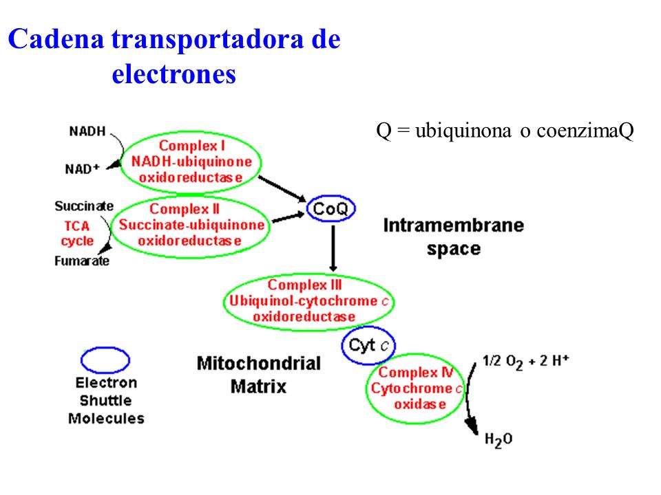 Fosforilación oxidativa Fosforilación a nivel de sustrato - ppt video  online descargar