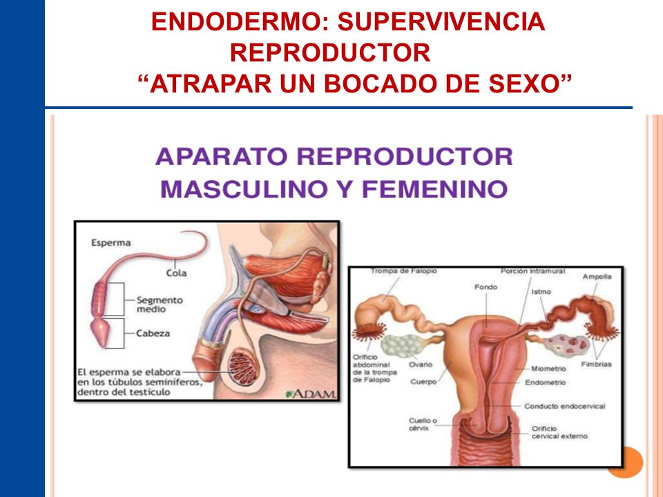 ENDODERMO: SUPERVIVENCIA REPRODUCTOR ATRAPAR UN BOCADO DE SEXO