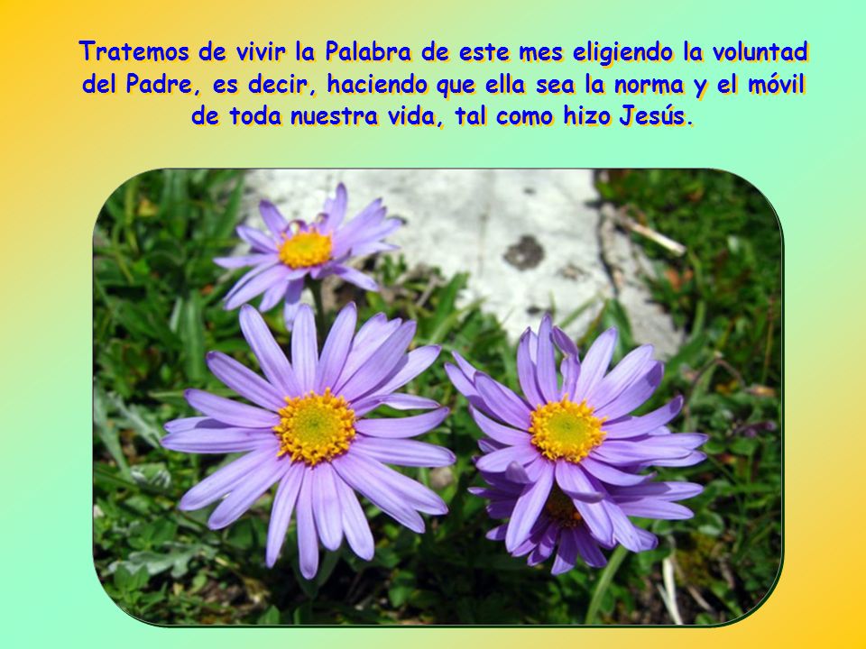 Tratemos de vivir la Palabra de este mes eligiendo la voluntad del Padre, es decir, haciendo que ella sea la norma y el móvil de toda nuestra vida, tal como hizo Jesús.