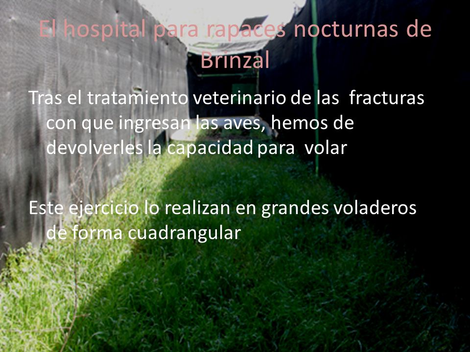 El hospital para rapaces nocturnas de Brinzal