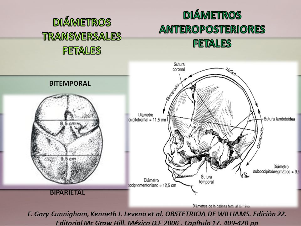 DIÁMETROS ANTEROPOSTERIORES FETALES DIÁMETROS TRANSVERSALES FETALES