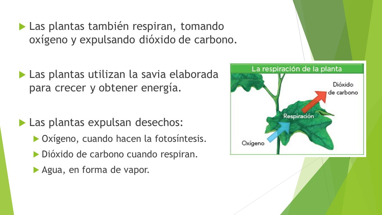 Las plantas utilizan la savia elaborada para crecer y obtener energía.
