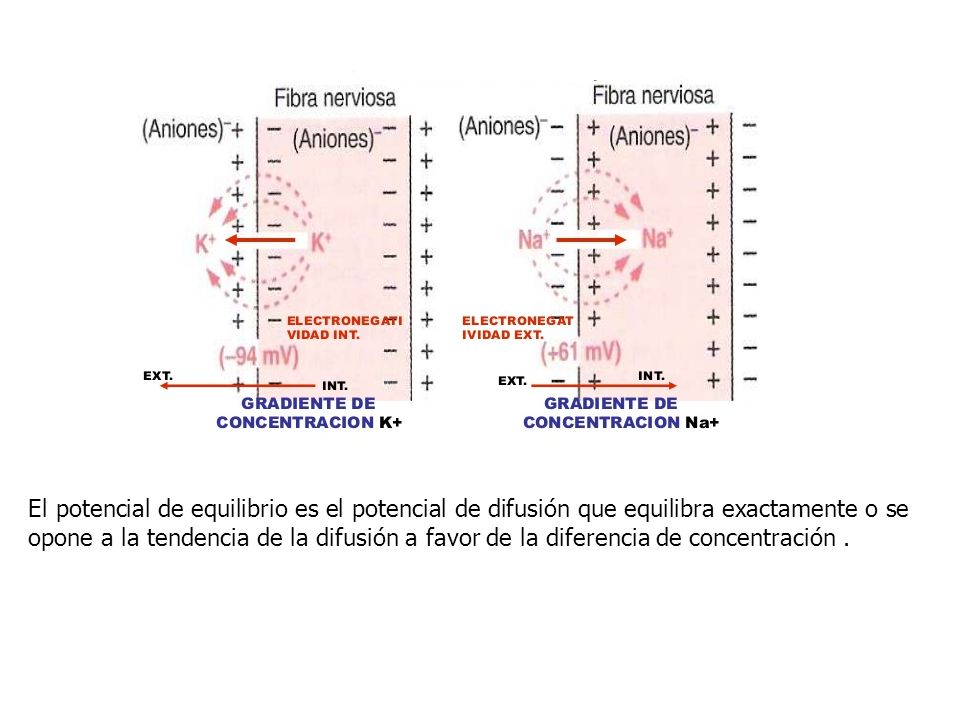 El potencial de equilibrio es el potencial de difusión que equilibra exactamente o se opone a la tendencia de la difusión a favor de la diferencia de concentración .