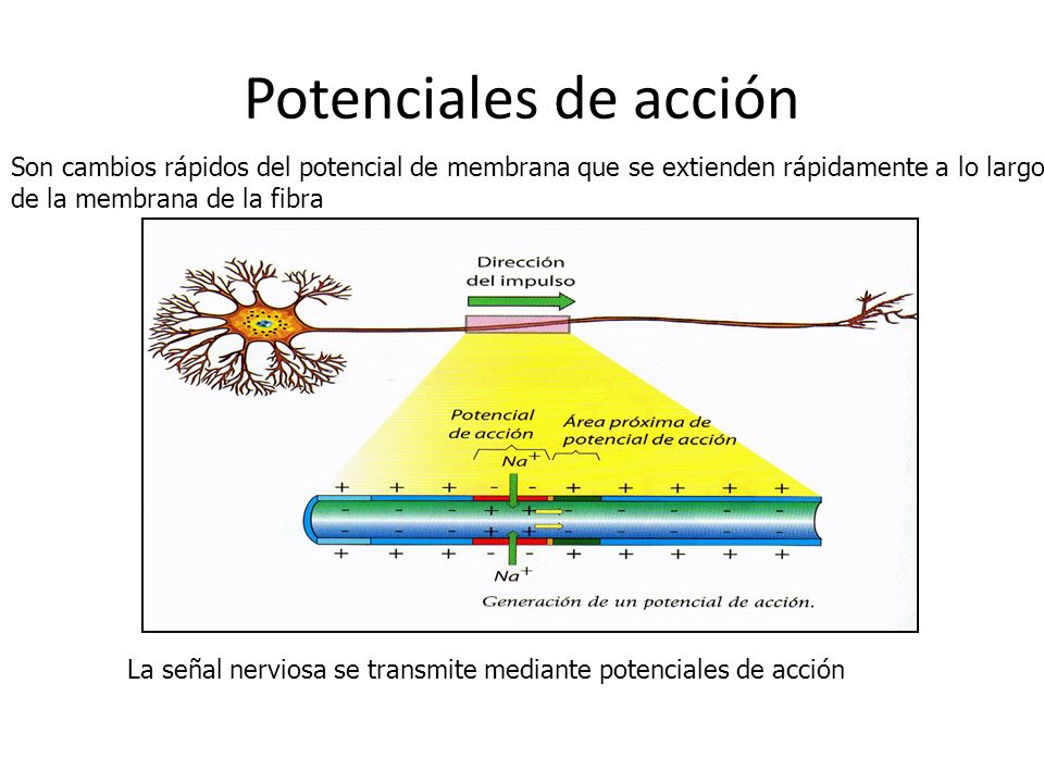 Potenciales de acción Son cambios rápidos del potencial de membrana que se extienden rápidamente a lo largo.