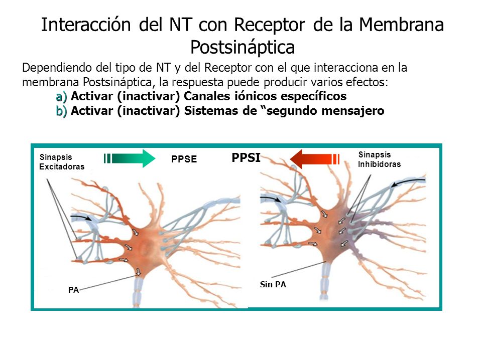 Interacción del NT con Receptor de la Membrana Postsináptica