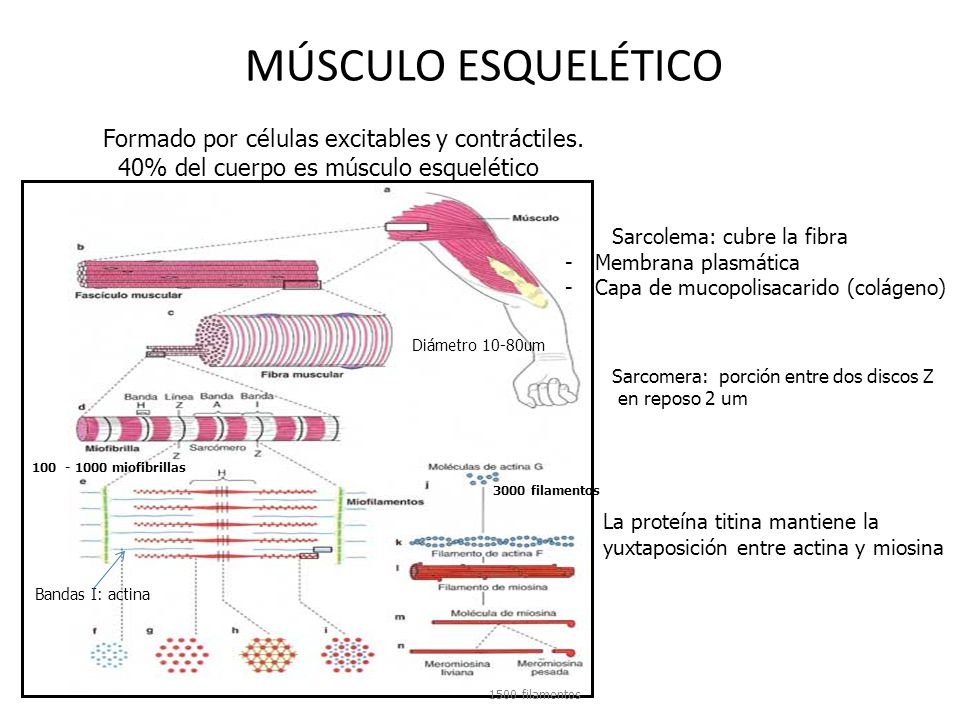 MÚSCULO ESQUELÉTICO Formado por células excitables y contráctiles.