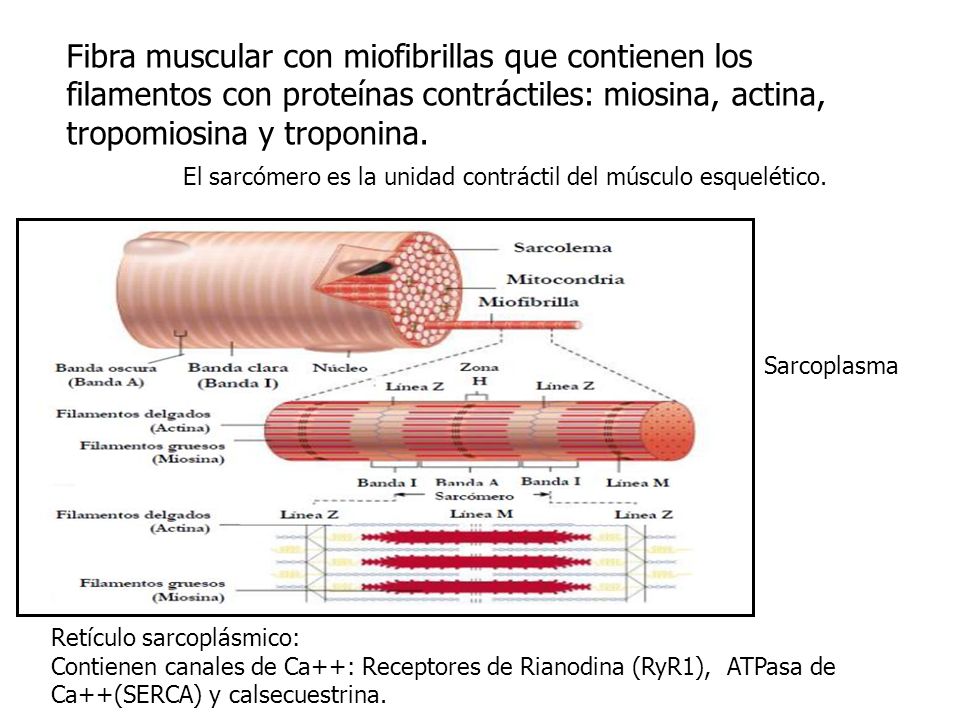 Fibra muscular con miofibrillas que contienen los filamentos con proteínas contráctiles: miosina, actina, tropomiosina y troponina.