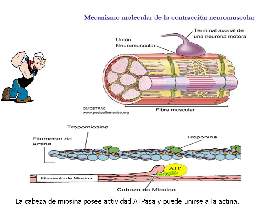 La cabeza de miosina posee actividad ATPasa y puede unirse a la actina.