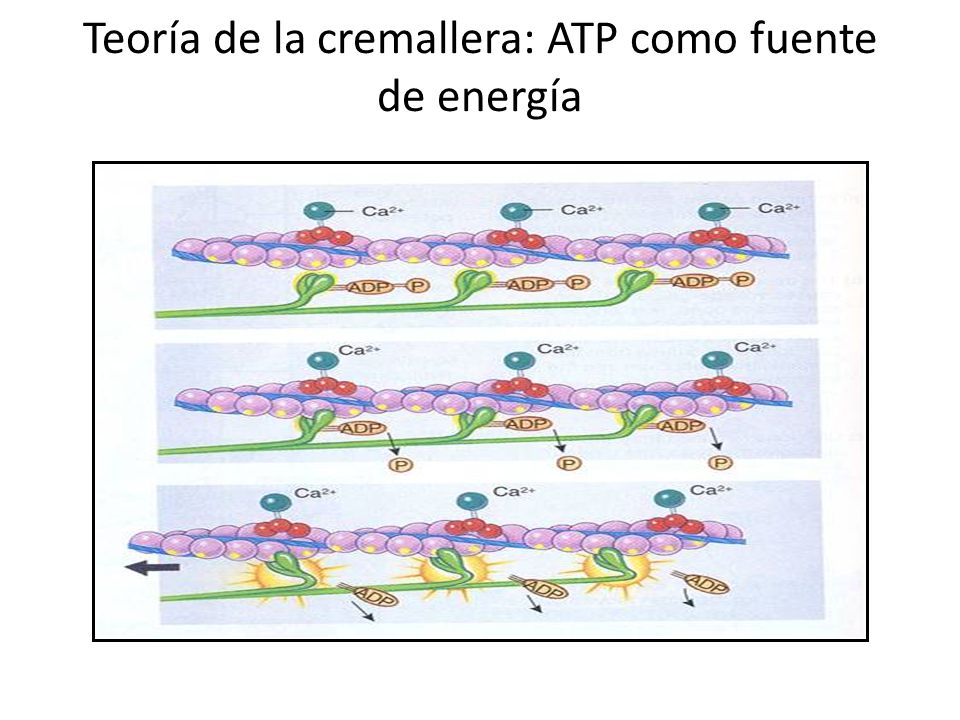 Teoría de la cremallera: ATP como fuente de energía