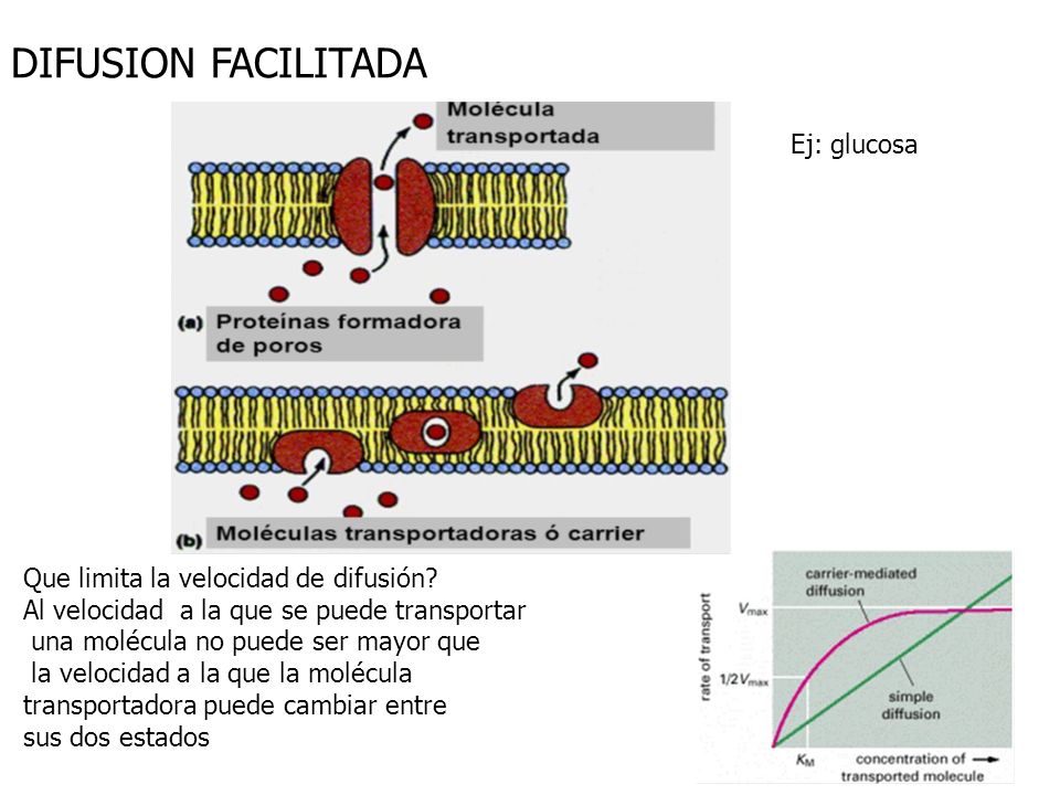 DIFUSION FACILITADA Ej: glucosa Que limita la velocidad de difusión
