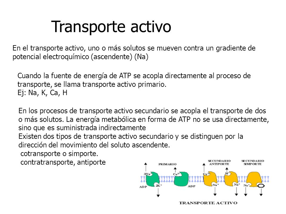 Transporte activo En el transporte activo, uno o más solutos se mueven contra un gradiente de potencial electroquímico (ascendente) (Na)