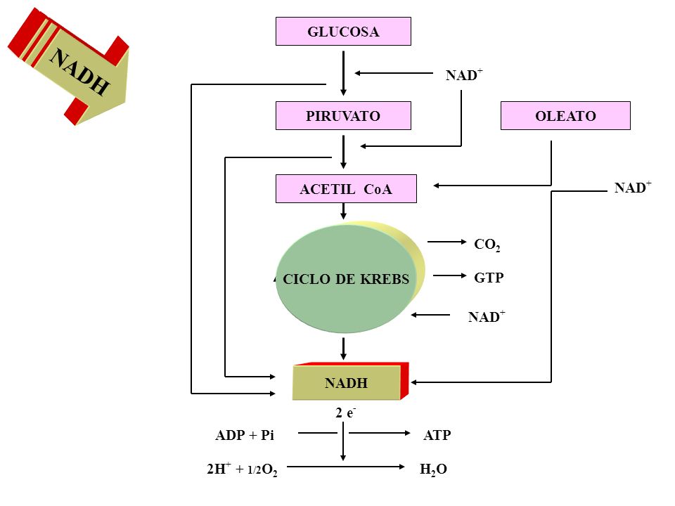 NADH ADP + Pi ATP NADH NAD+ GLUCOSA PIRUVATO ACETIL CoA OLEATO