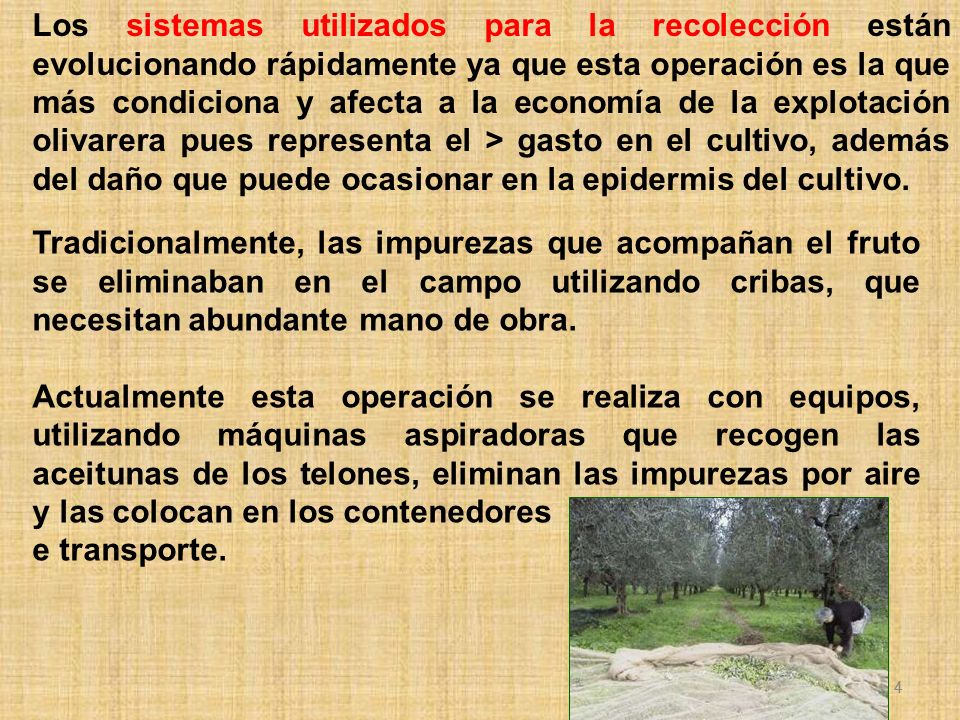 Los sistemas utilizados para la recolección están evolucionando rápidamente ya que esta operación es la que más condiciona y afecta a la economía de la explotación olivarera pues representa el > gasto en el cultivo, además del daño que puede ocasionar en la epidermis del cultivo.