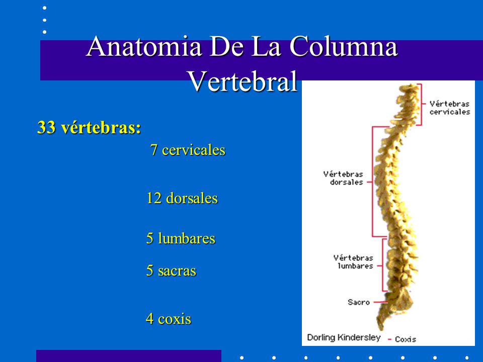 Anatomia De La Columna Vertebral