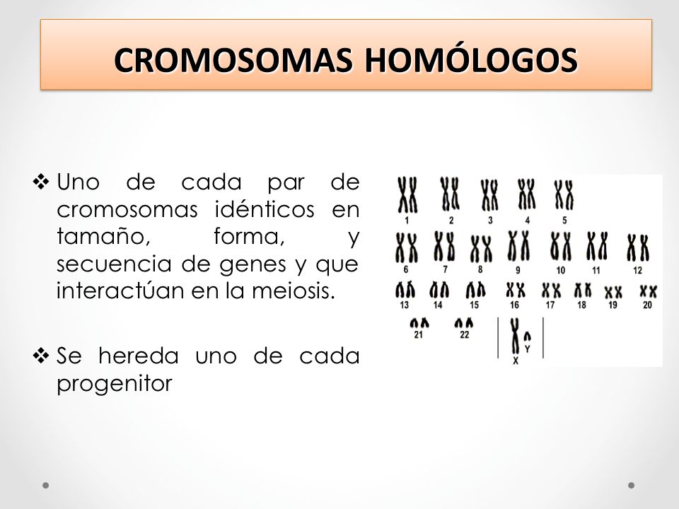 CROMOSOMAS HOMÓLOGOS Uno de cada par de cromosomas idénticos en tamaño, forma, y secuencia de genes y que interactúan en la meiosis.