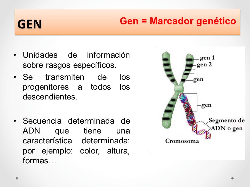GEN Gen = Marcador genético